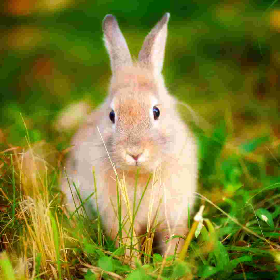 how to fix rabbit teeth