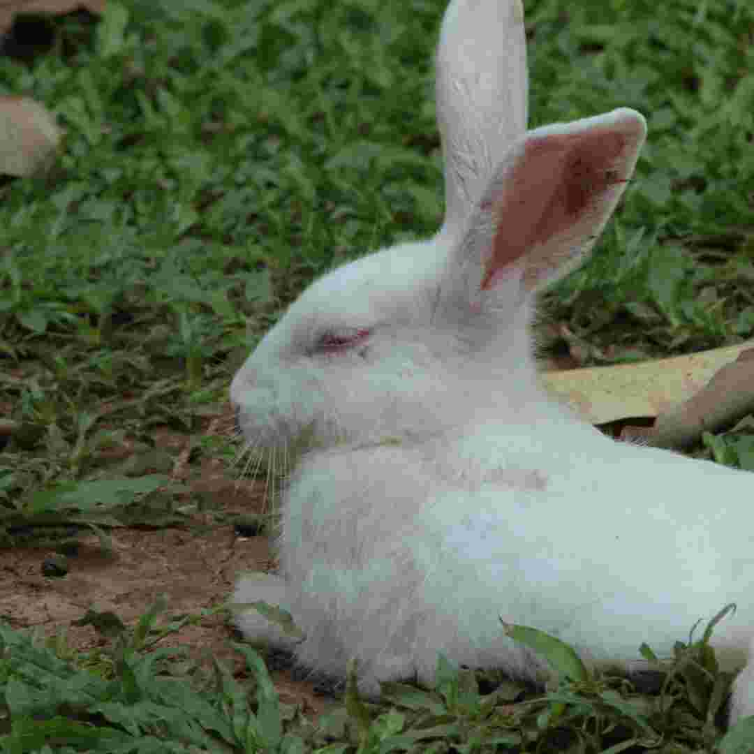 what causes rabbit diarrhea