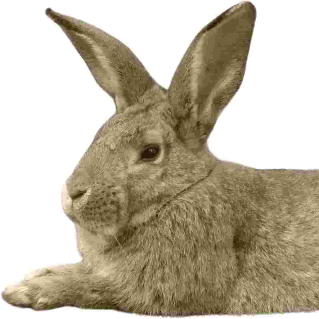can rabbit cause eye infection