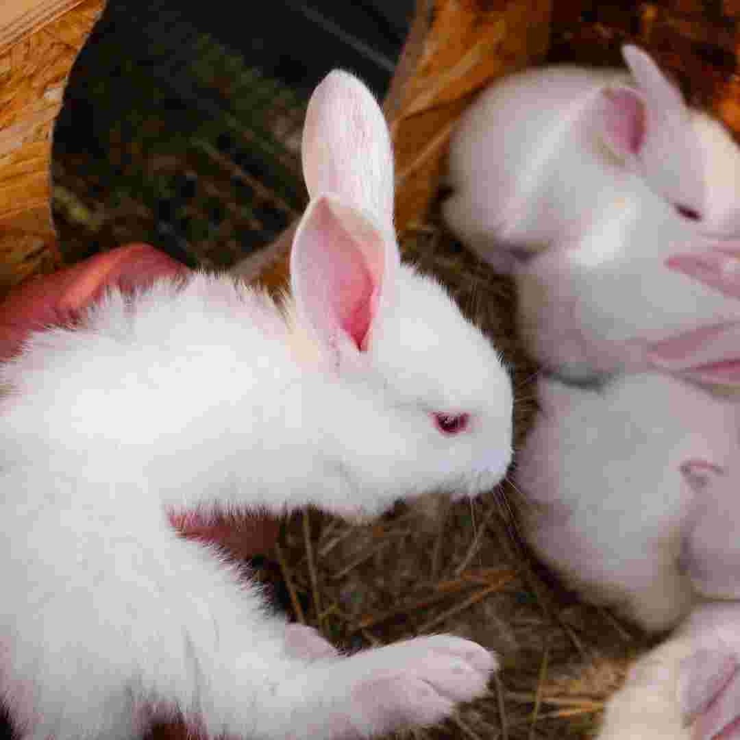 what to do after rabbit gives birth