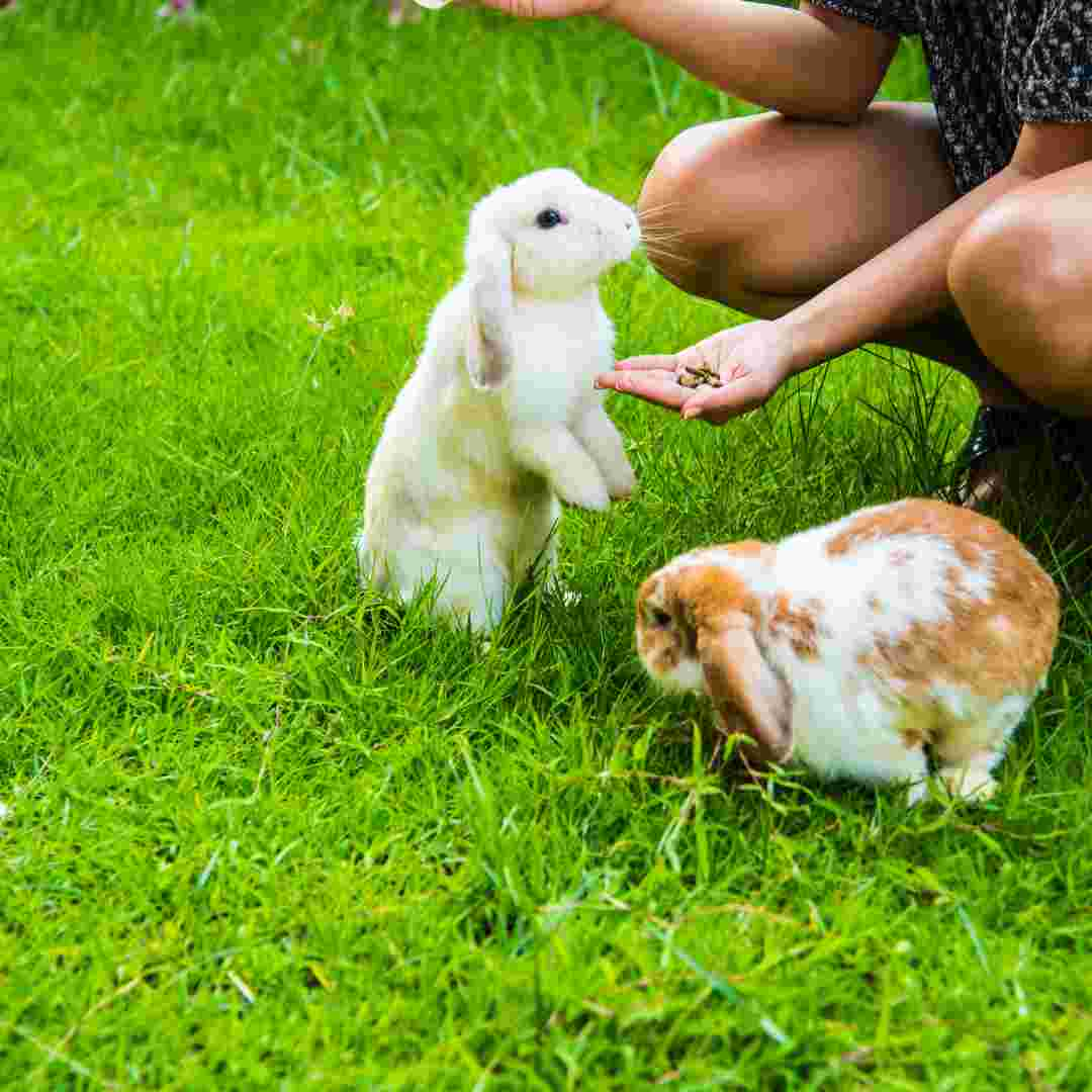 how to check rabbit male or female