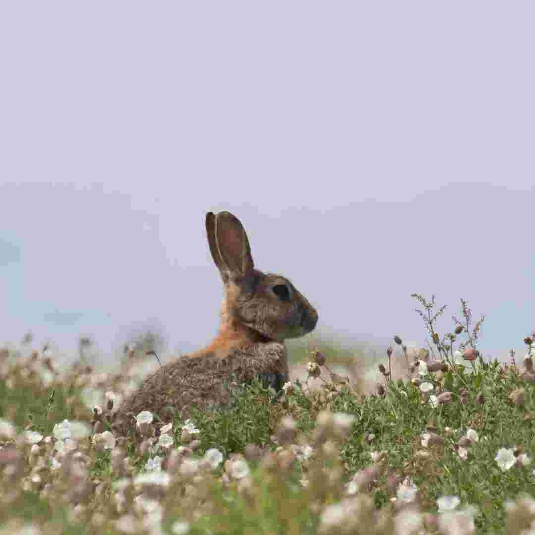 should rabbits be bathed