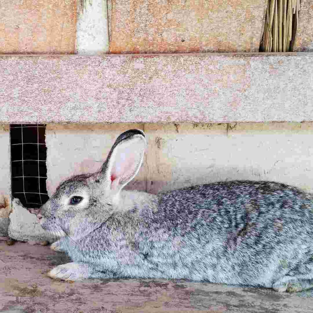 essay on rabbit in sanskrit