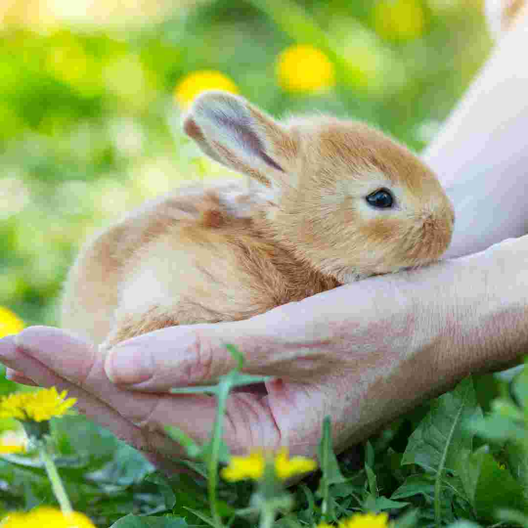 is rabbit pee toxic