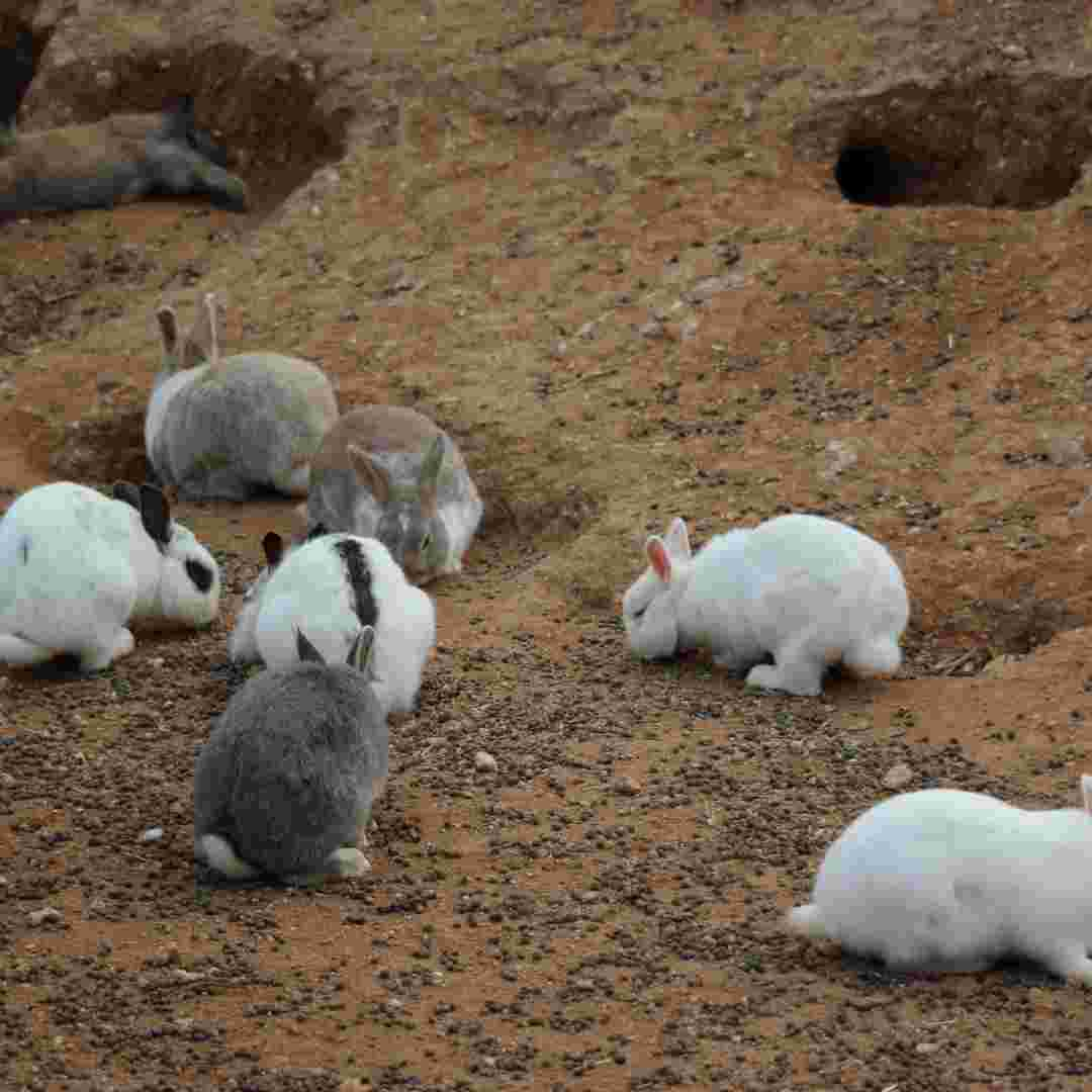 what causes rabbit poop