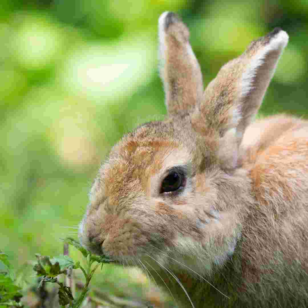 what are the food that rabbit eat