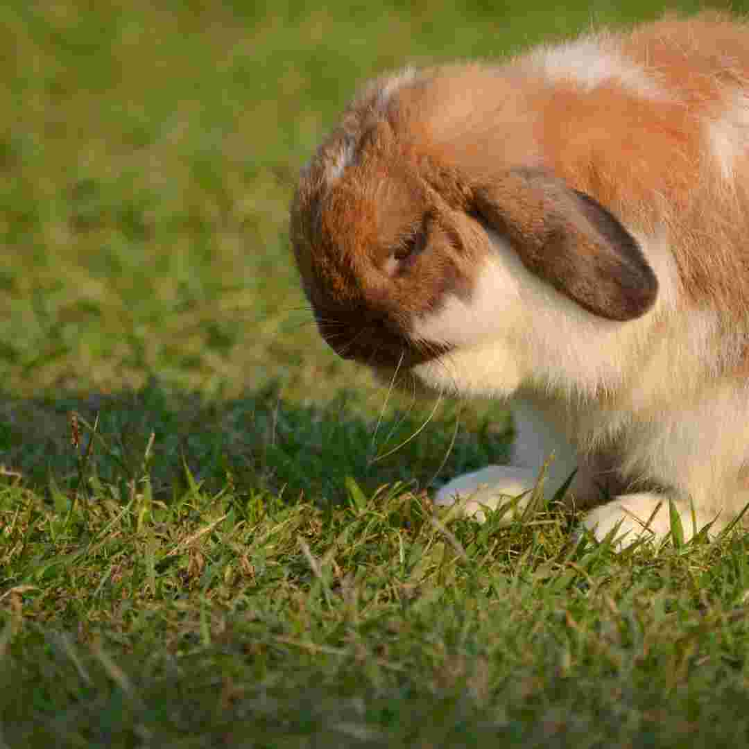 should rabbits live outside