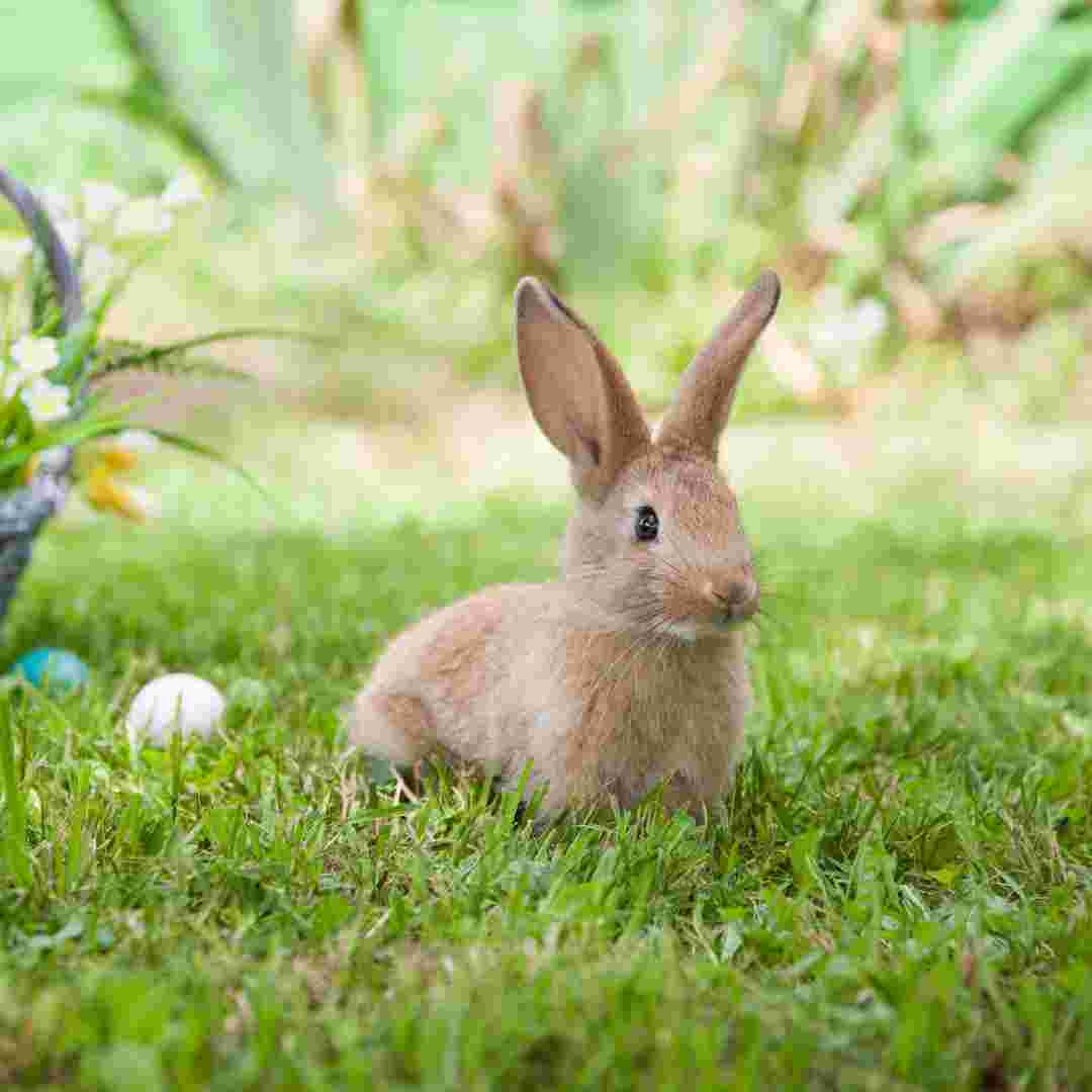 difference between a rabbit and a hare