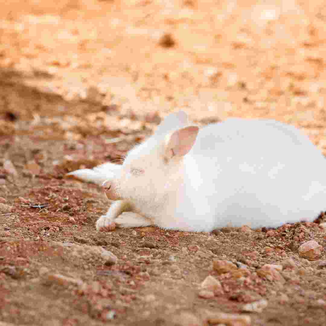 what causes rabbit poop