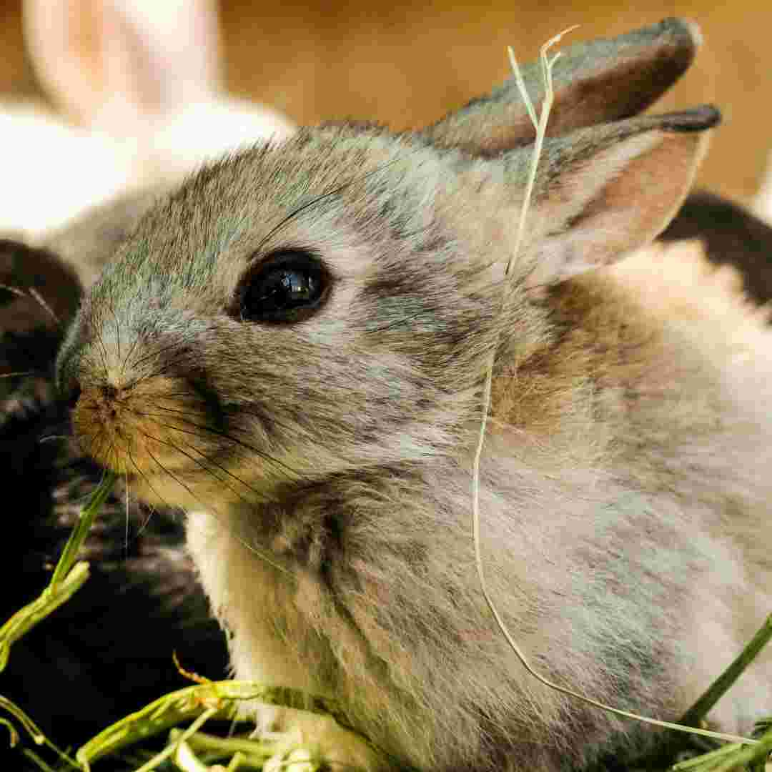 what to do rabbit diarrhea