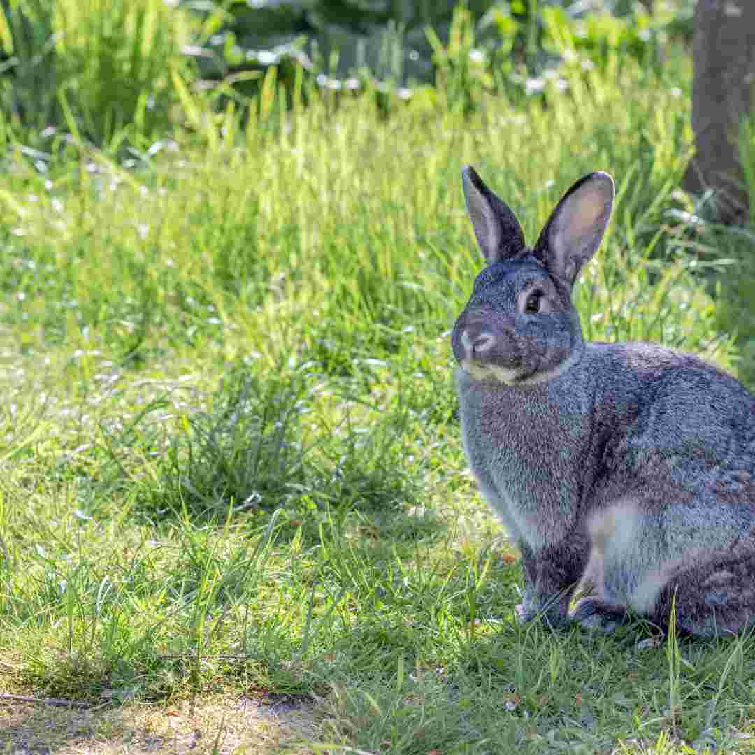 can rabbit cause lassa fever