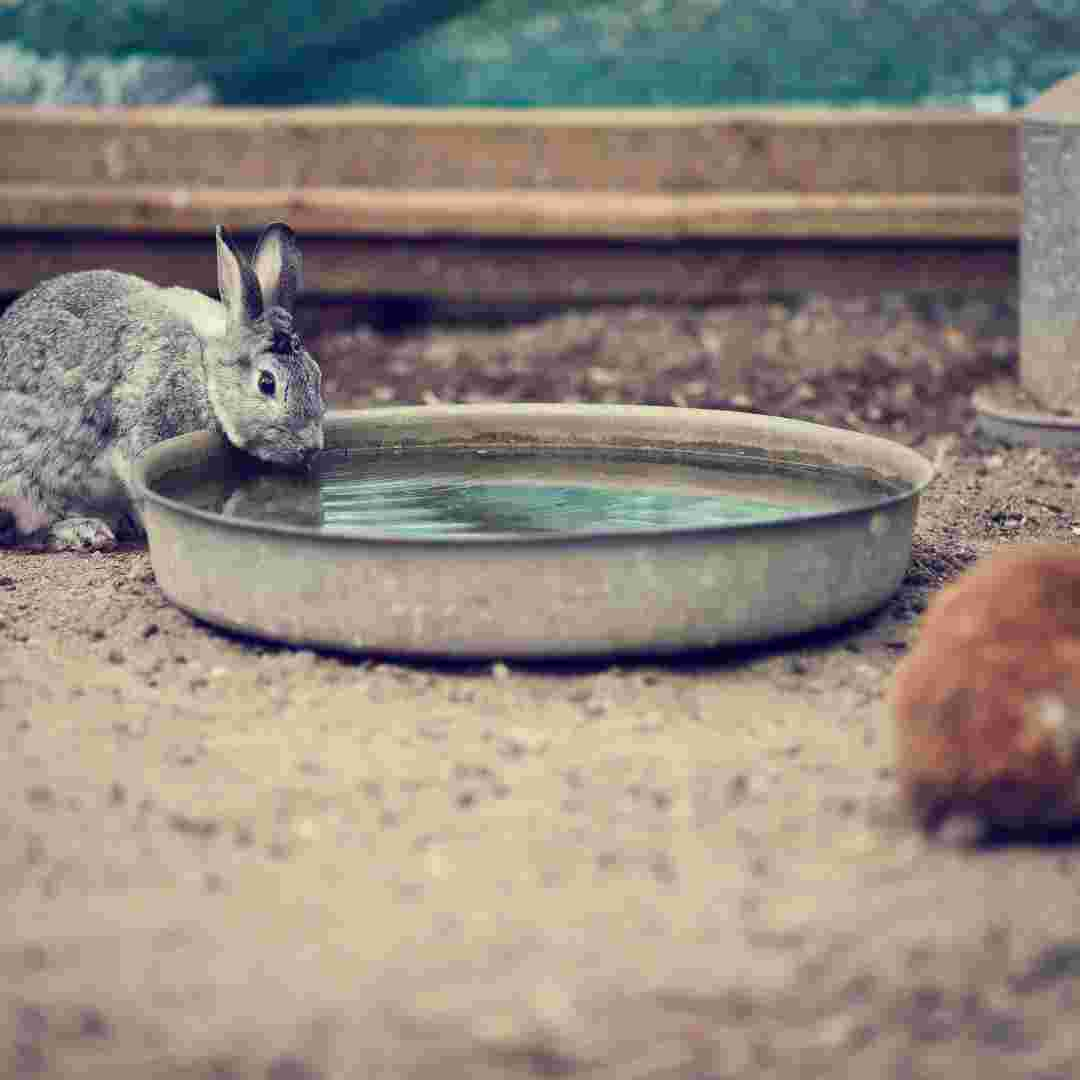 is rabbit drink water