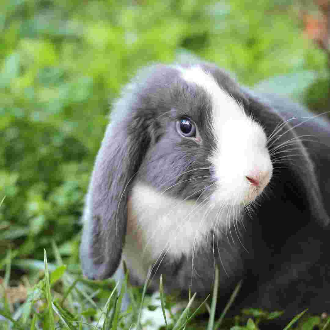 can rabbit cause lassa fever