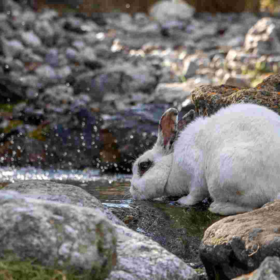 is rabbit drink water