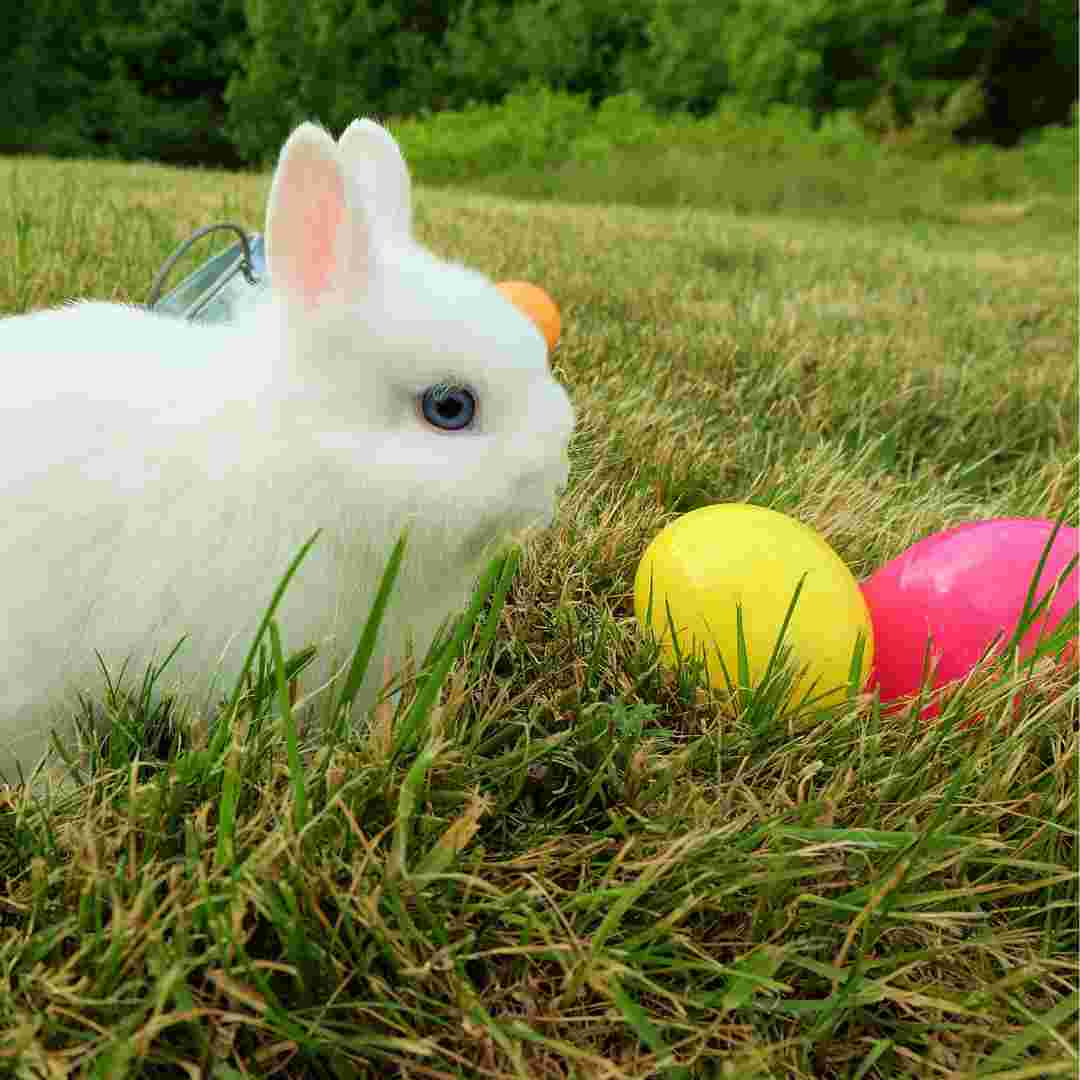 is my rabbit happy quiz