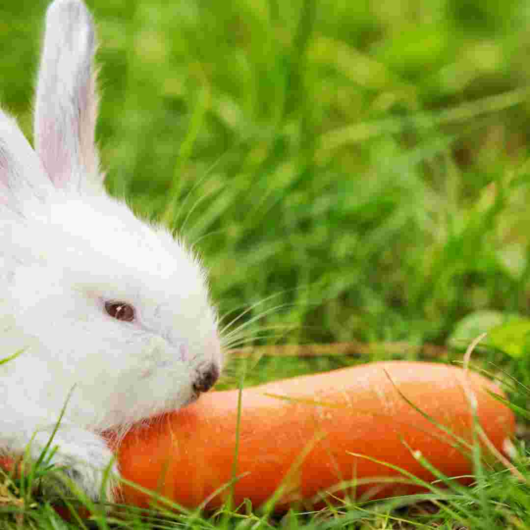 do rabbit like carrots