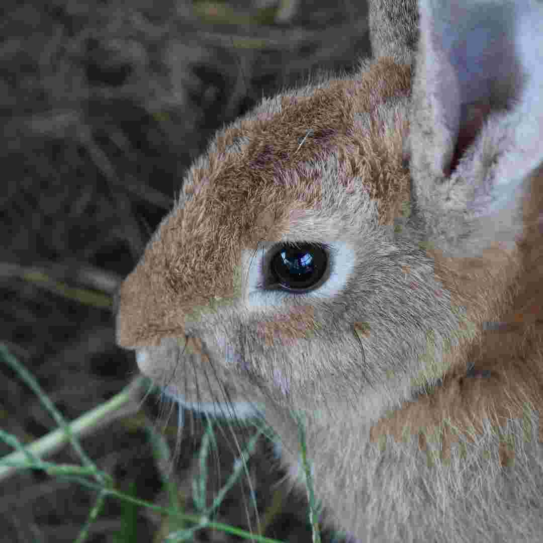 how to rabbit proof