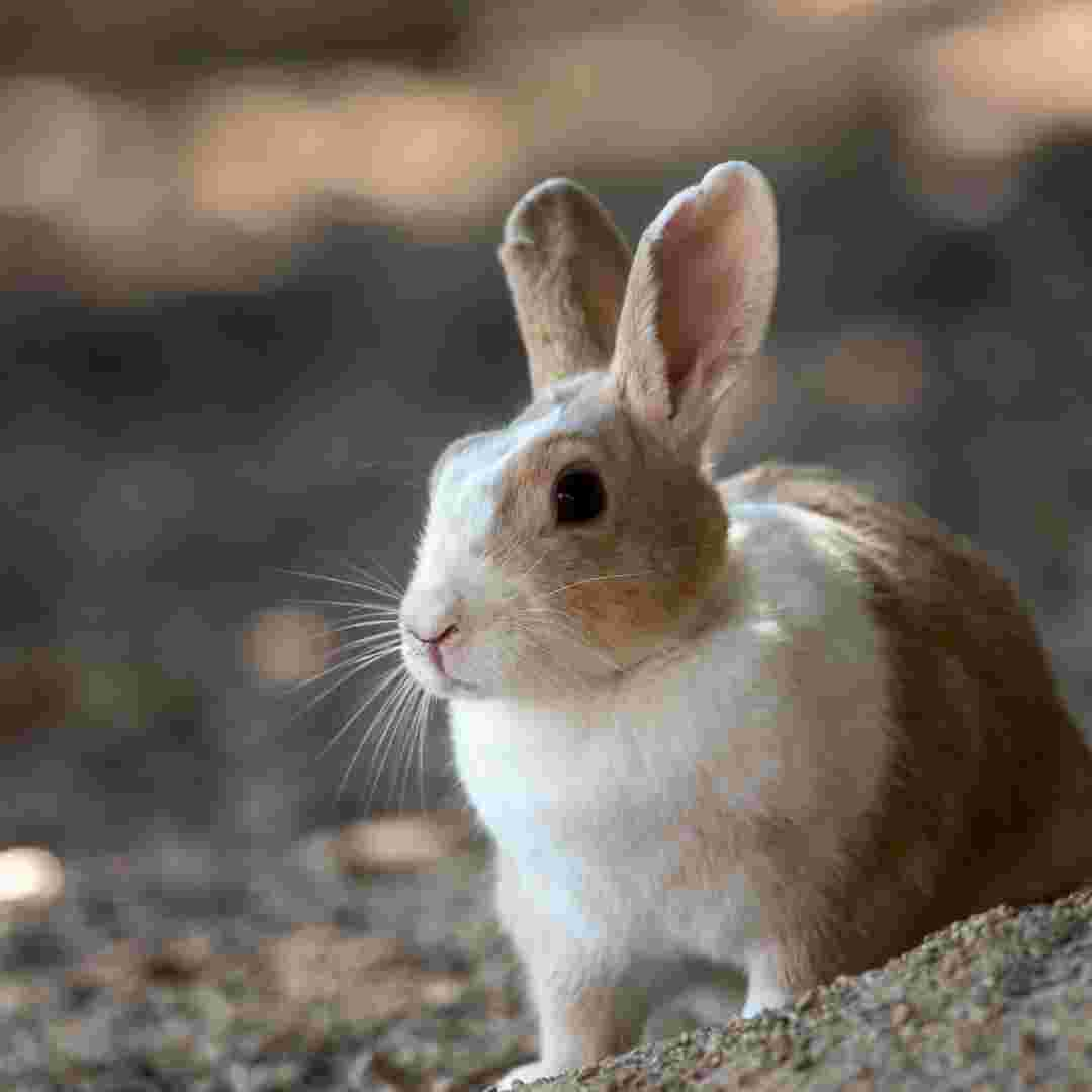 do rabbit need hay