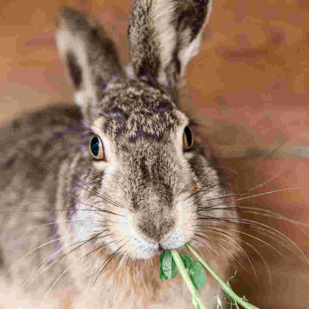 Protecting Your Garden How to Keep Rabbits from Eating Hostas