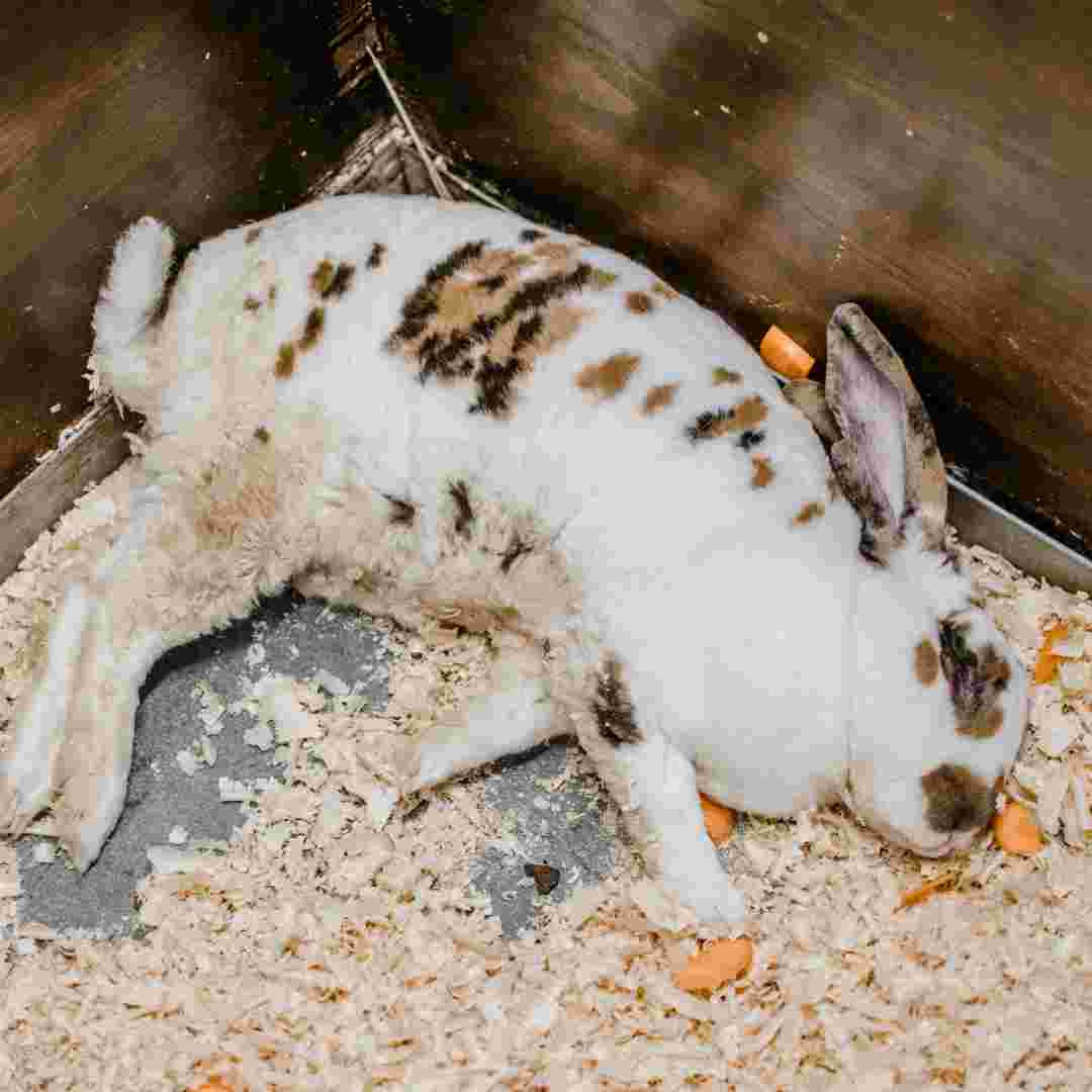 how to keep rabbits from eating hostas