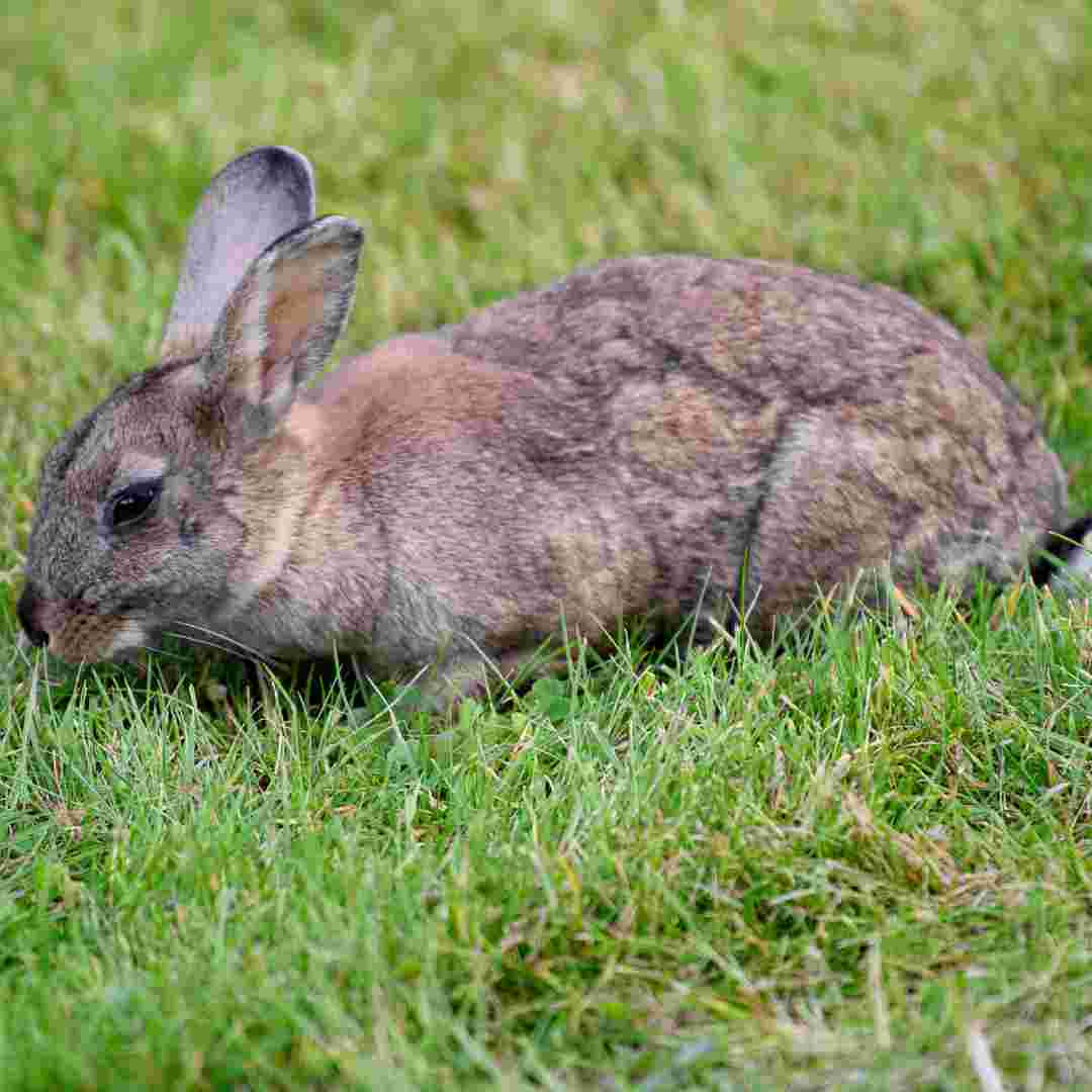 what are things that rabbits eat