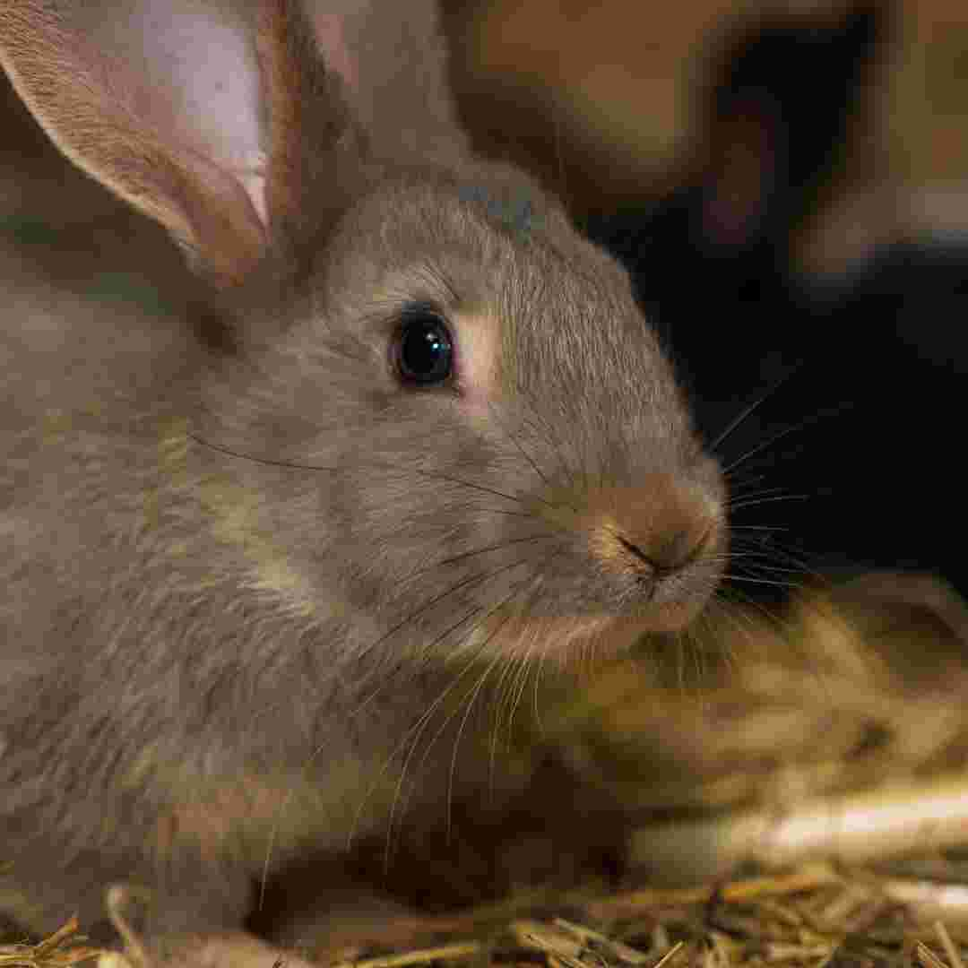 what causes rabbit fever