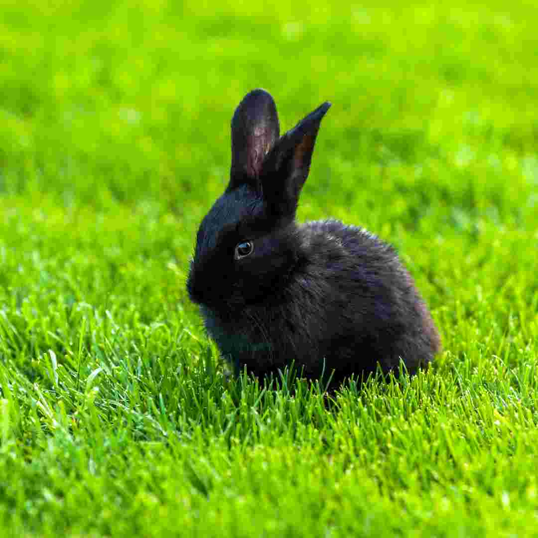 do pet rabbit need company