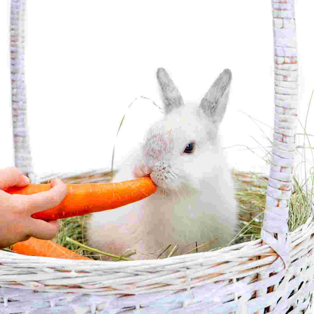 do rabbit like carrots