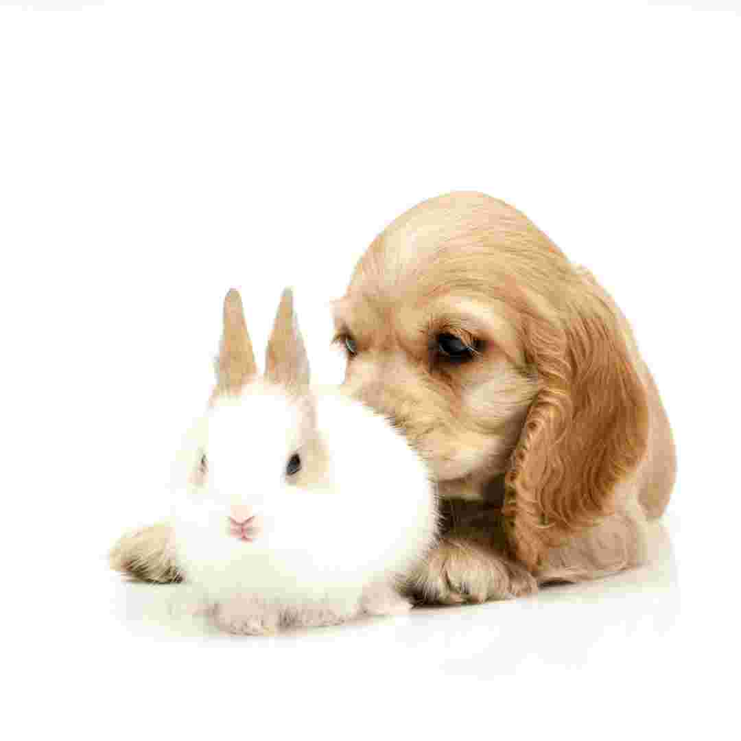 is rabbit droppings bad for dogs