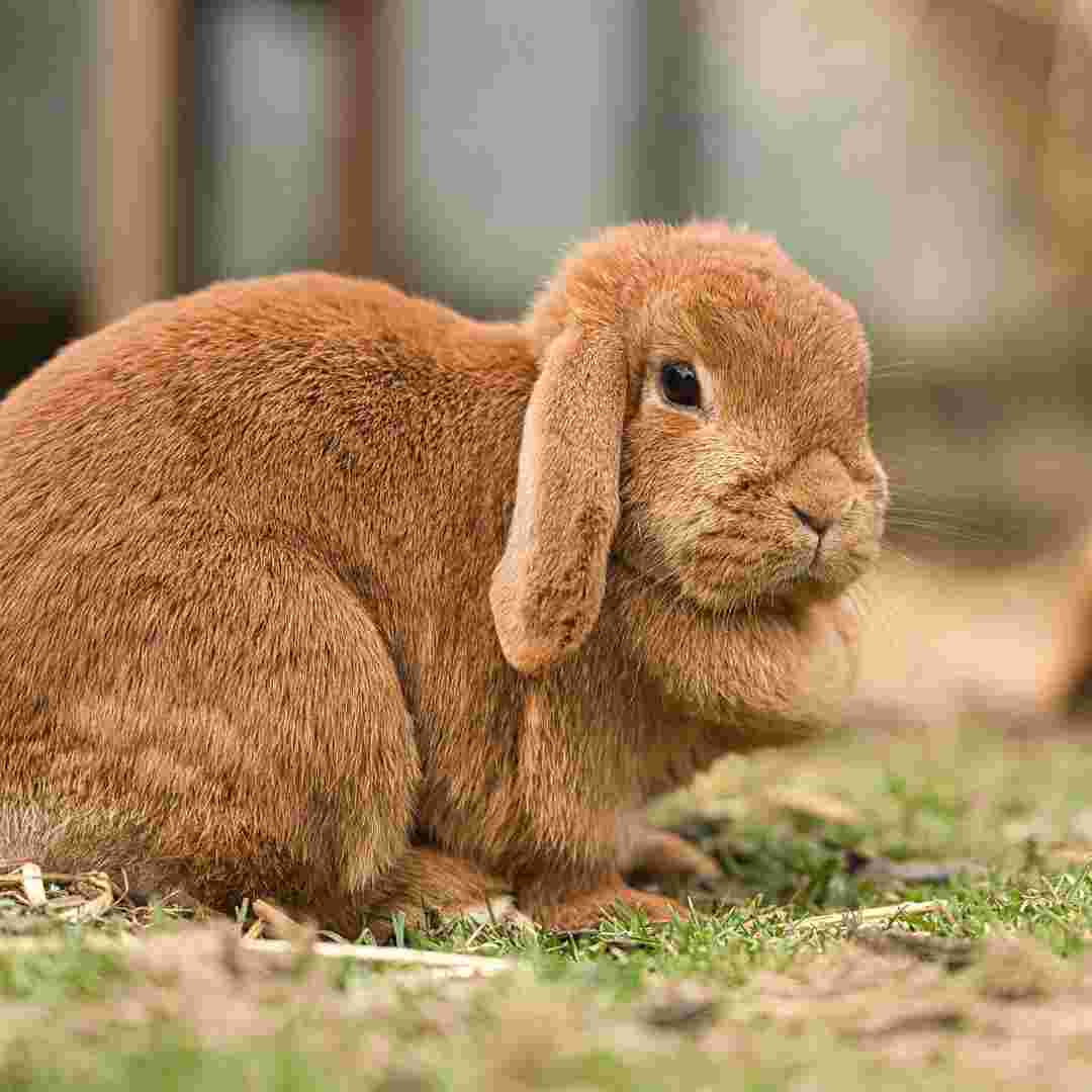 can rabbit cause pneumonia