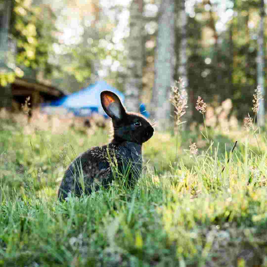 can rabbit cause pneumonia