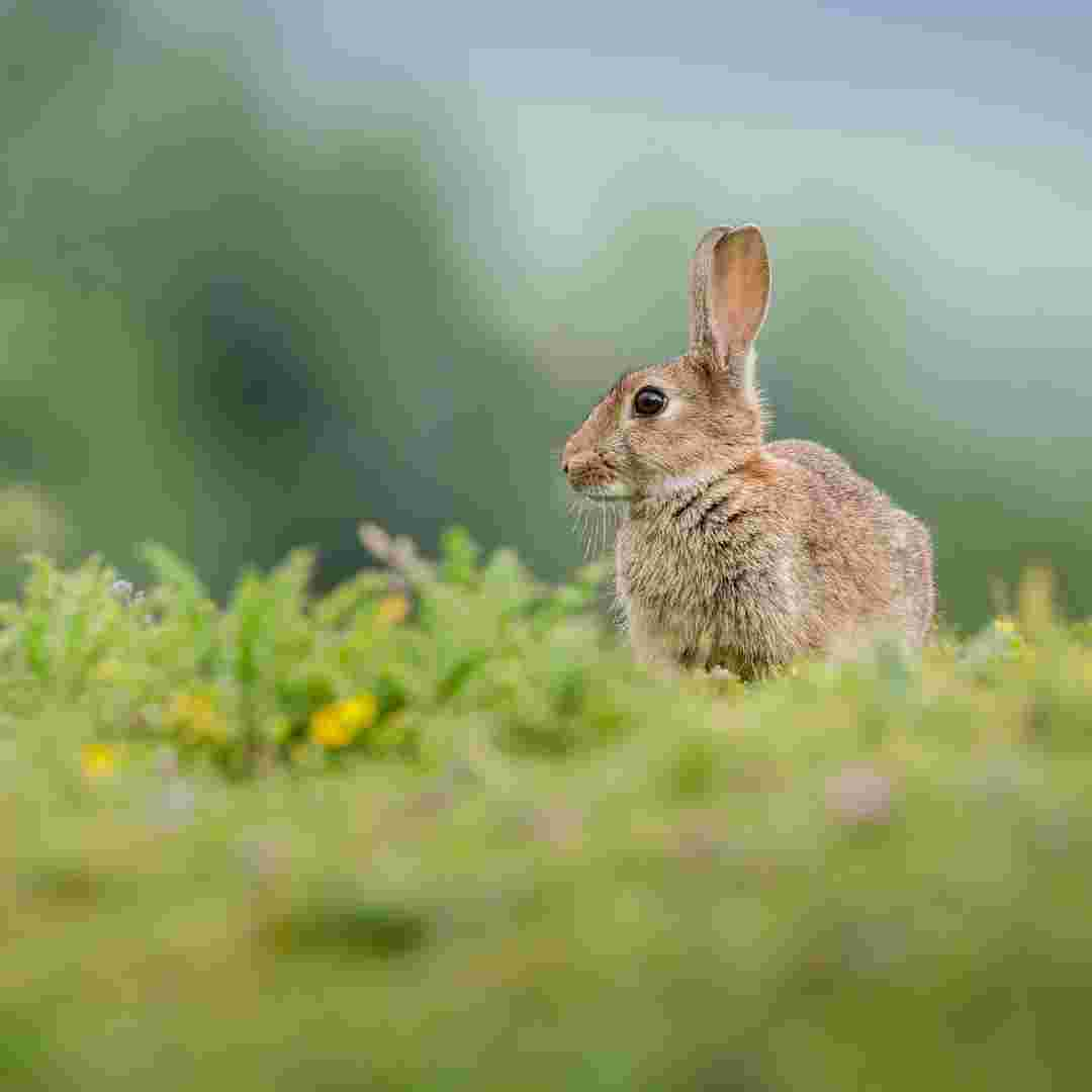 what causes rabbits to lose weight