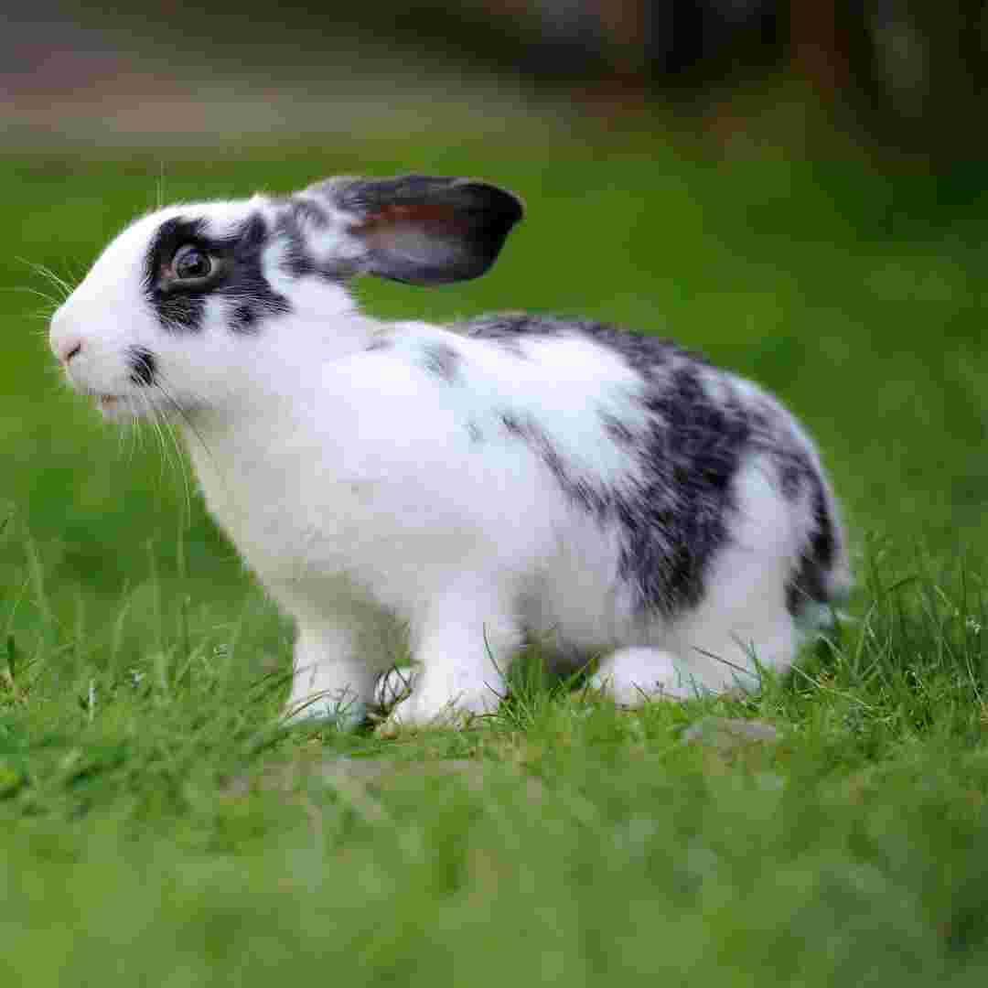 what causes rabbits to lose weight