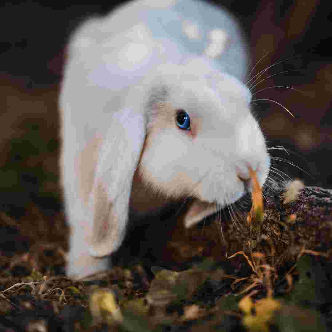 is rabbit poop good fertilizer for grass