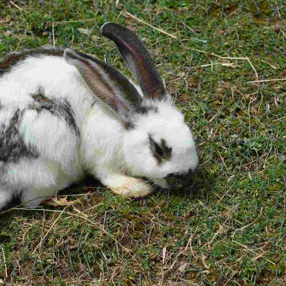 is rabbit poop good fertilizer for grass