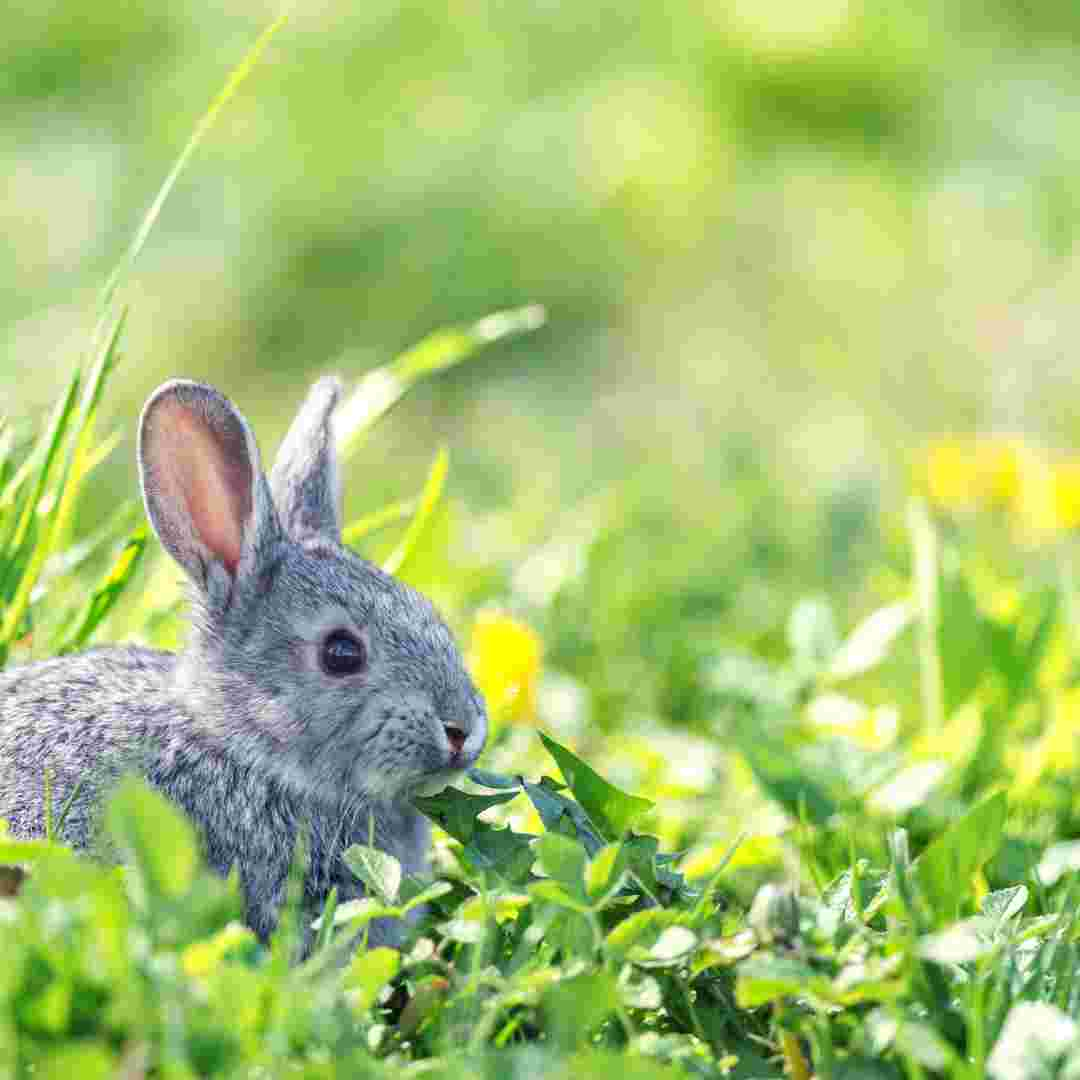 do rabbit use litter box