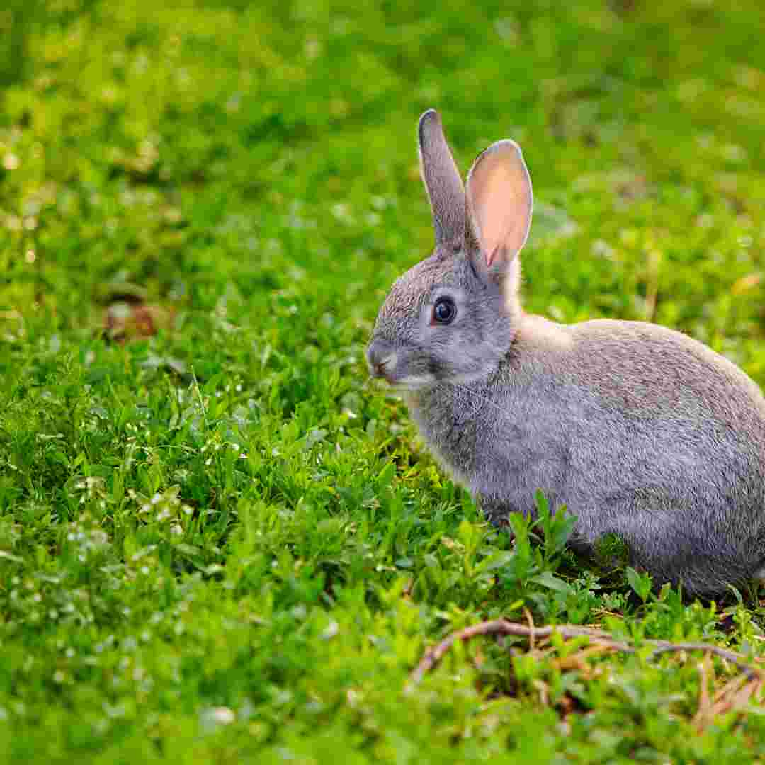 do rabbit use litter box