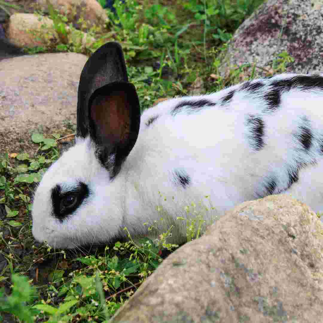 can rabbit cause leptospirosis