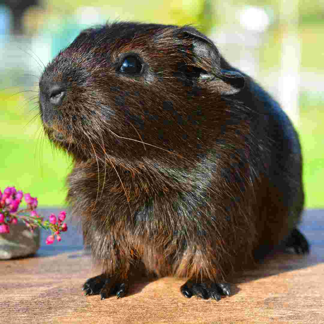 difference between a rabbit and a guinea pig