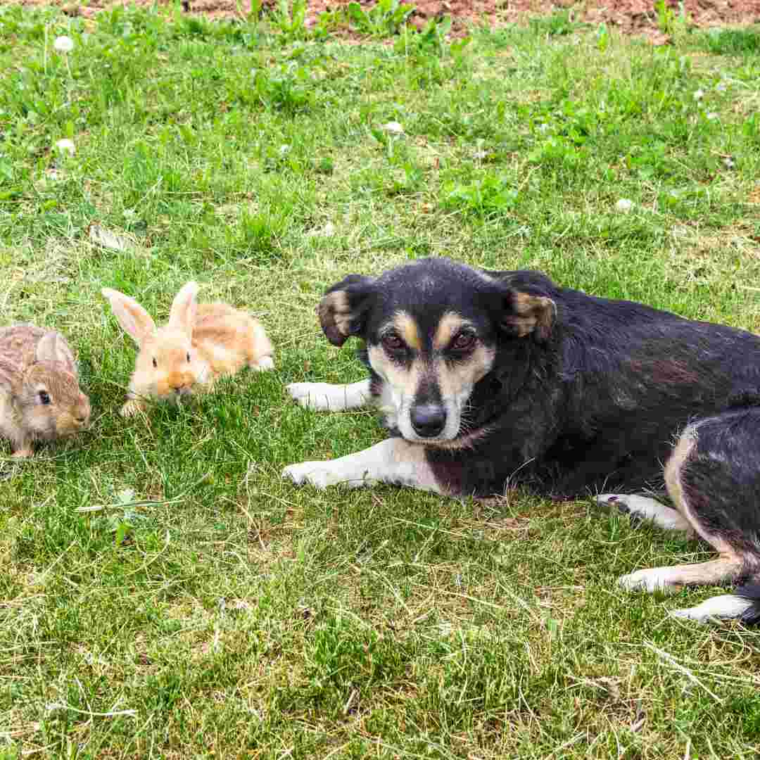 is rabbit poop toxic to dogs