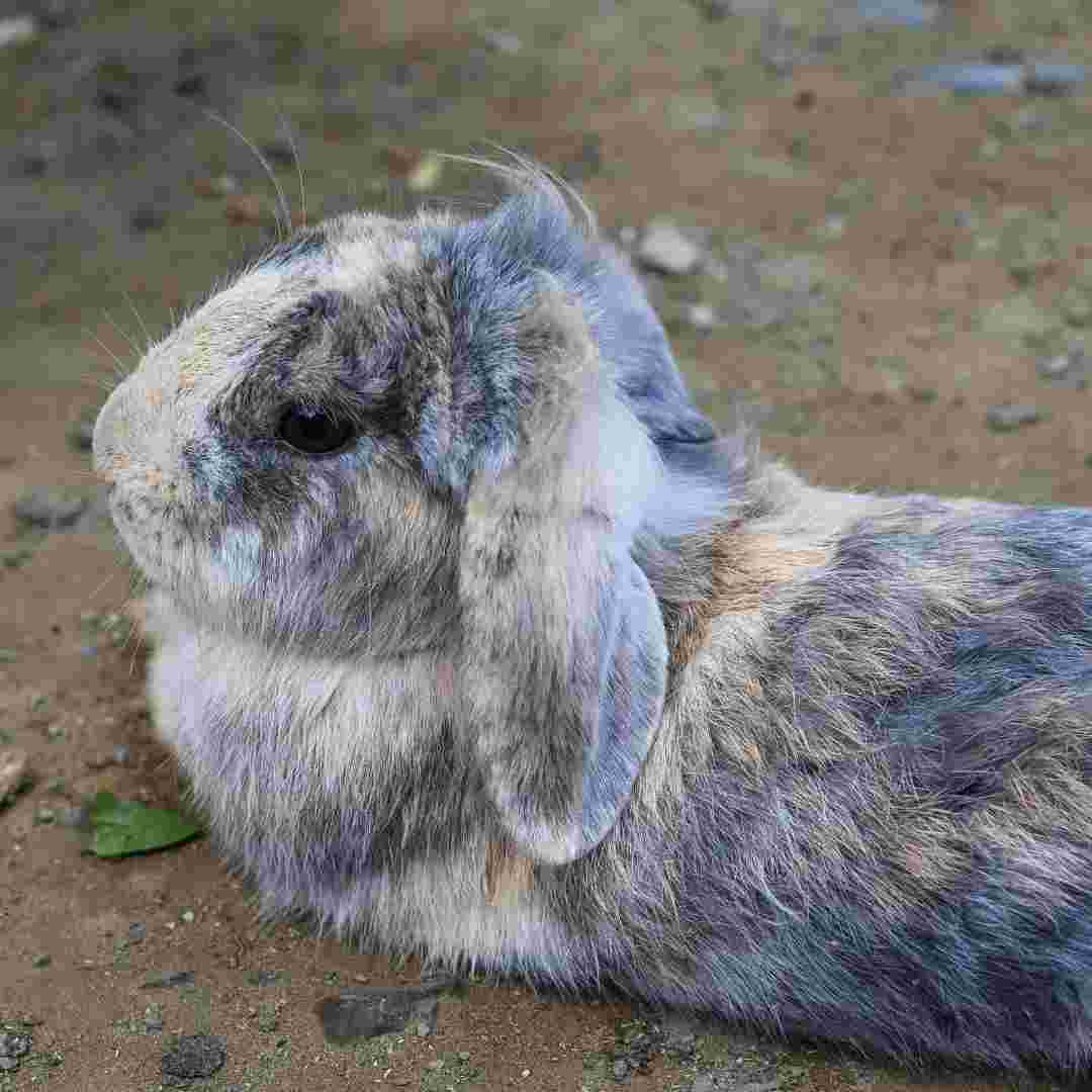 what causes rabbits to have stillborn litters