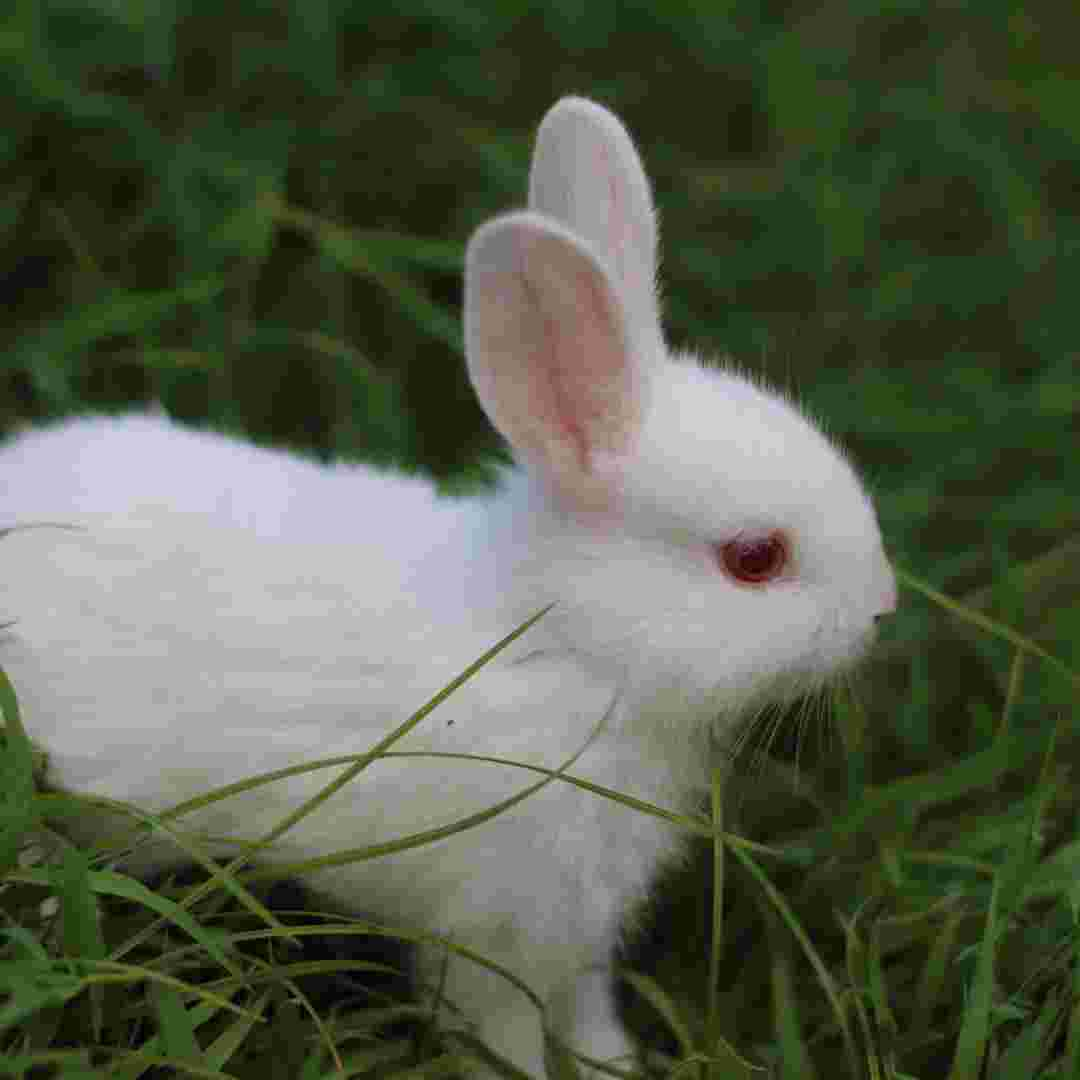 is rabbit poop harmful to dogs