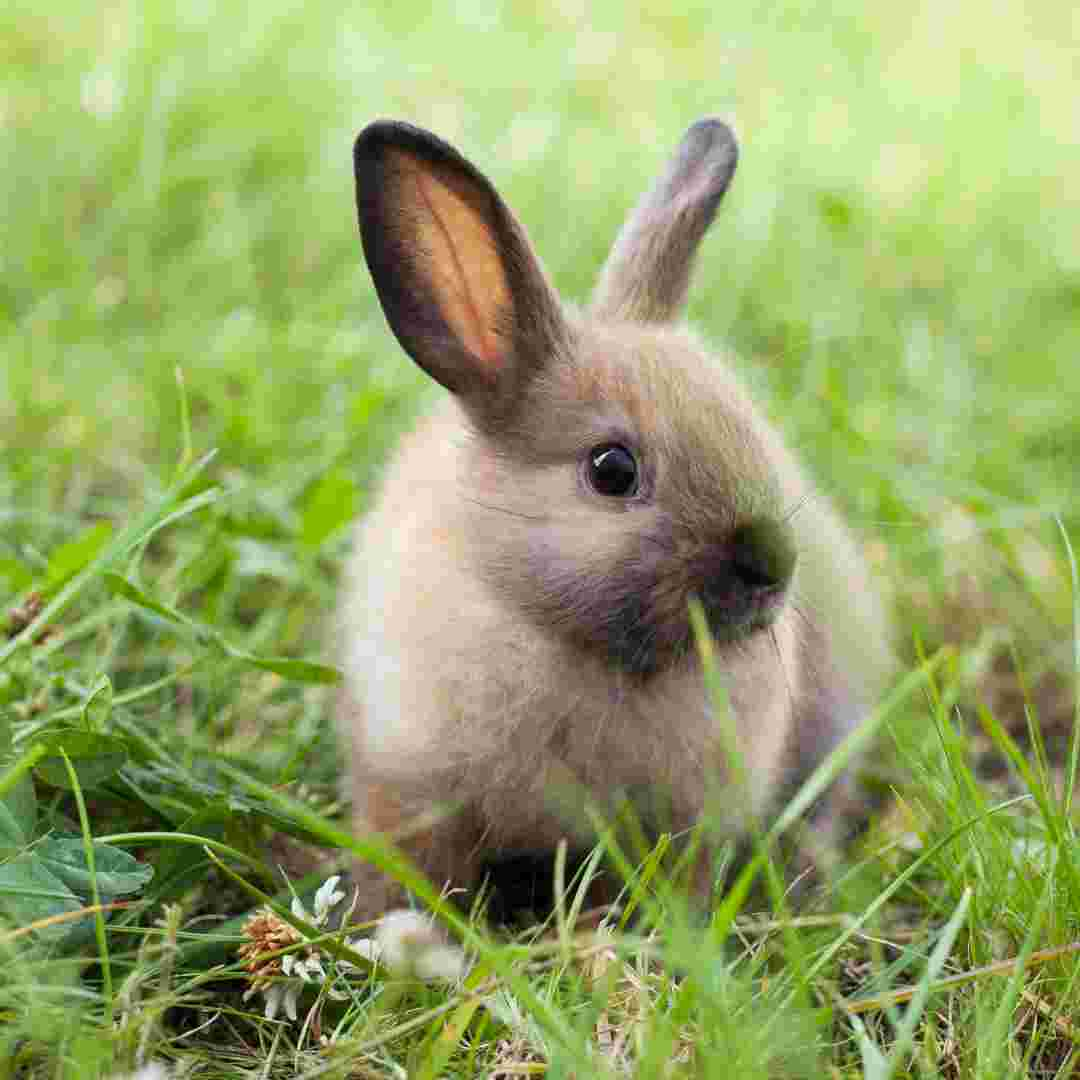 how can rabbits see behind themselves